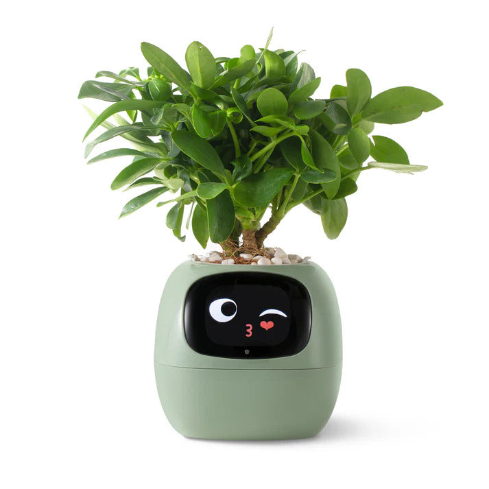 Plantsio 🌱 Ivy 智能萌寵小花盆｜書檯療癒陪伴｜AI 表情互動・智能監測．自動提醒淋水